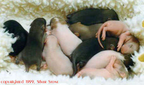 Nestje van 10 dagen oud