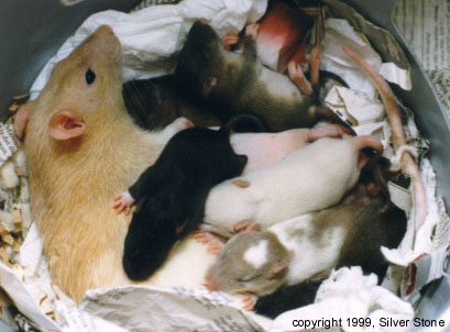 Nestje chanel, 14e dag