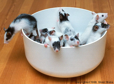 Met z'n allen in de kom!